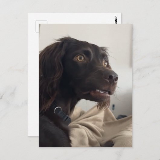 Briefkaart verwarde hond meme (Voorkant / Achterkant)