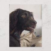 Briefkaart verwarde hond meme (Voorkant)