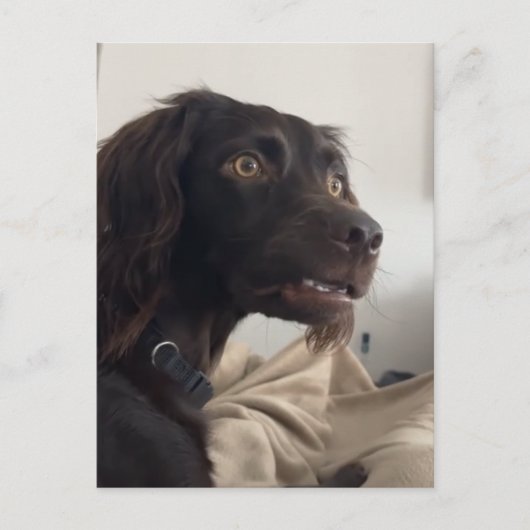 Briefkaart verwarde hond meme (Voorkant)