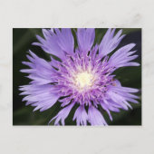 Briefkaart Violet Flower (Voorkant)