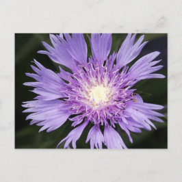 Briefkaart Violet Flower