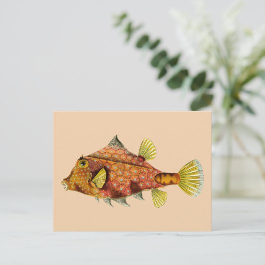 briefkaart visschroot (Staand voorkant)