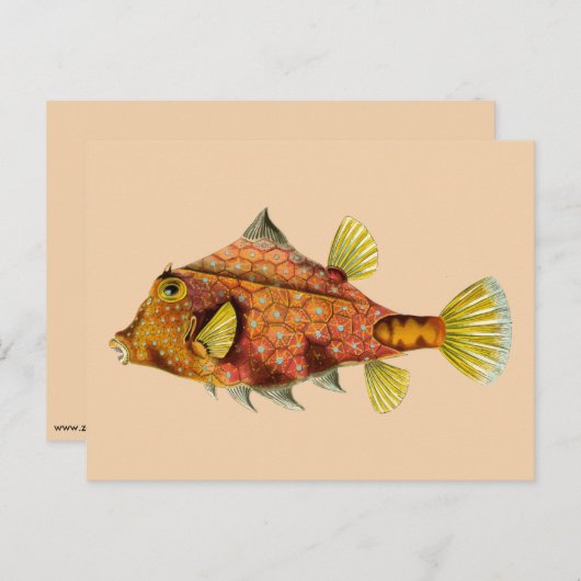 briefkaart visschroot (Voorkant / Achterkant)