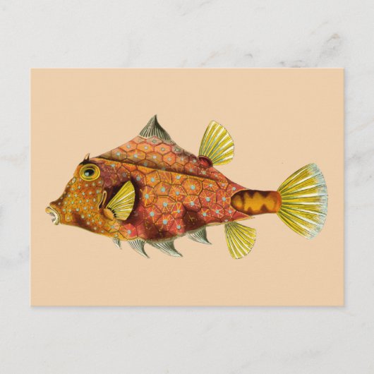 briefkaart visschroot (Voorkant)