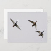 Briefkaart vliegende eenden  (Voorkant / Achterkant)