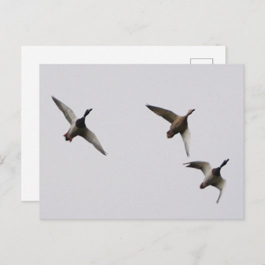 Briefkaart vliegende eenden  (Voorkant / Achterkant)