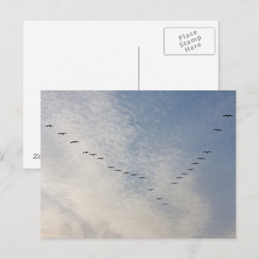 Briefkaart vliegende vogels (Voorkant / Achterkant)