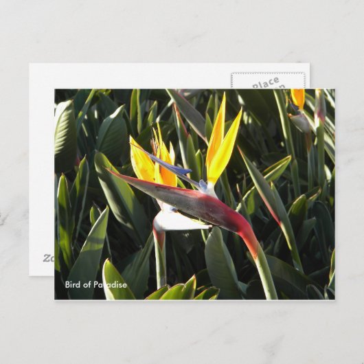 Briefkaart, Vogel van het Paradijs Briefkaart (Voorkant / Achterkant)