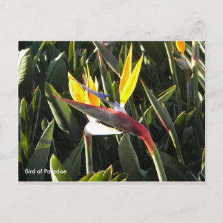 Briefkaart, Vogel van het Paradijs Briefkaart