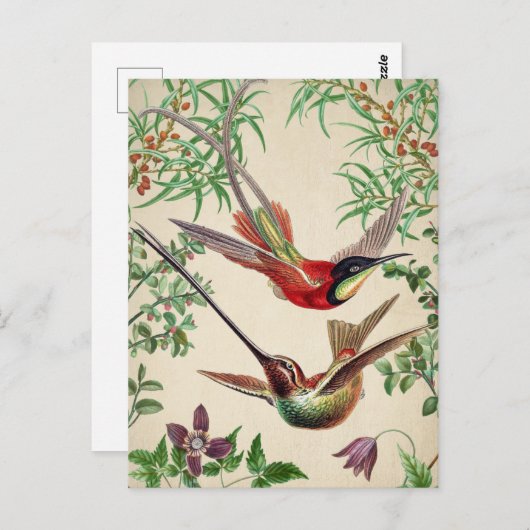 Briefkaart vogelillustratie (Voorkant / Achterkant)