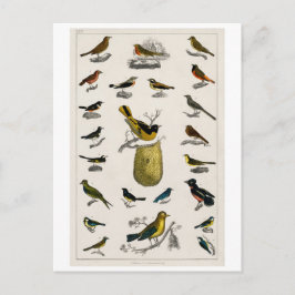 BRIEFKAART VOGELS