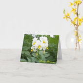 briefkaart voor aardappelbloesems (Gele Bloem)