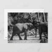 Briefkaart voor afspeelbare elephants (Voorkant / Achterkant)