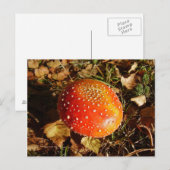 Briefkaart voor Agaric-paddenstoel (Voorkant / Achterkant)