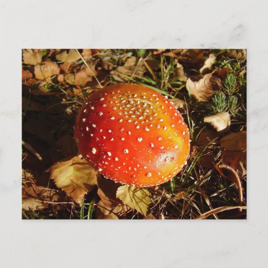 Briefkaart voor Agaric-paddenstoel (Voorkant)