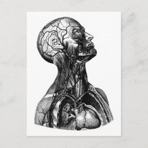 Briefkaart voor anatomische torsomtekening