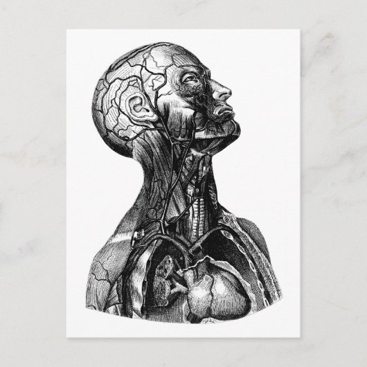Briefkaart voor anatomische torsomtekening (Voorkant)