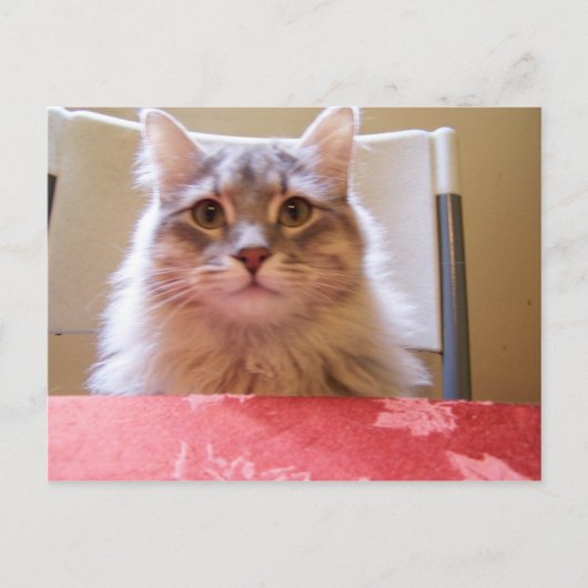 Briefkaart voor avonturen van Raisin (Voorkant)