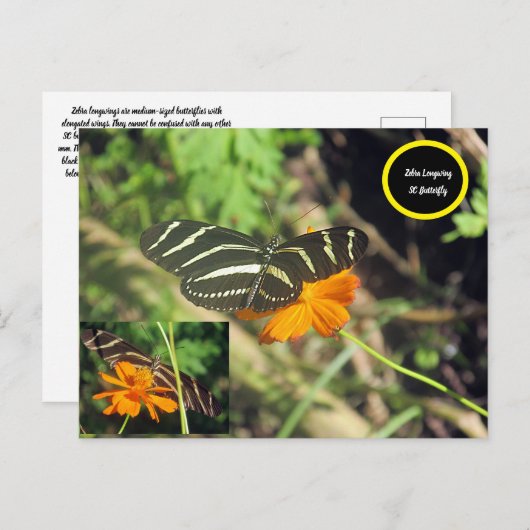 Briefkaart voor beugvlinder (Voorkant / Achterkant)