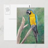 Briefkaart voor blauw en gouden vogelpest (Voorkant / Achterkant)