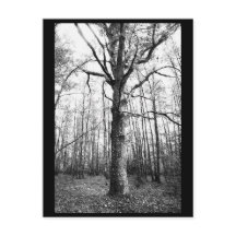 Briefkaart voor boomfotografie