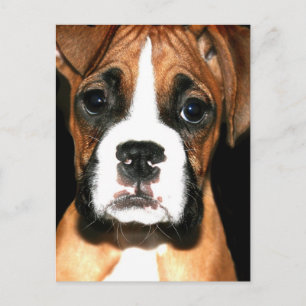 Briefkaart voor boxer