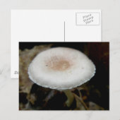 Briefkaart voor champignons en roam (Voorkant / Achterkant)