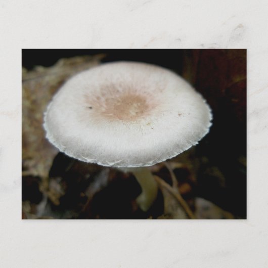 Briefkaart voor champignons en roam (Voorkant)