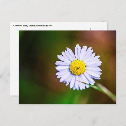 Briefkaart voor dagbloem (Voorkant / Achterkant)