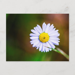 Briefkaart voor dagbloem