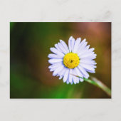 Briefkaart voor dagbloem (Voorkant)