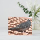 Briefkaart voor dakduif (Staand voorkant)