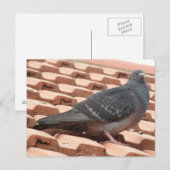 Briefkaart voor dakduif (Voorkant / Achterkant)