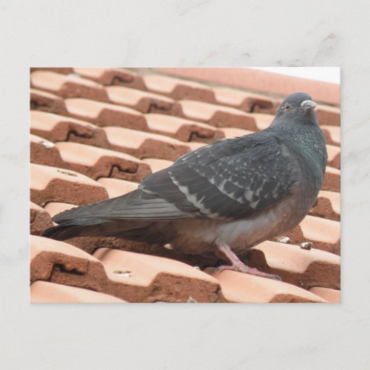 Briefkaart voor dakduif (Voorkant)