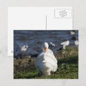 Briefkaart voor de bereiding van ganzen (Voorkant / Achterkant)
