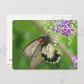 Briefkaart voor de bestuiving van vlinten (Voorkant / Achterkant)
