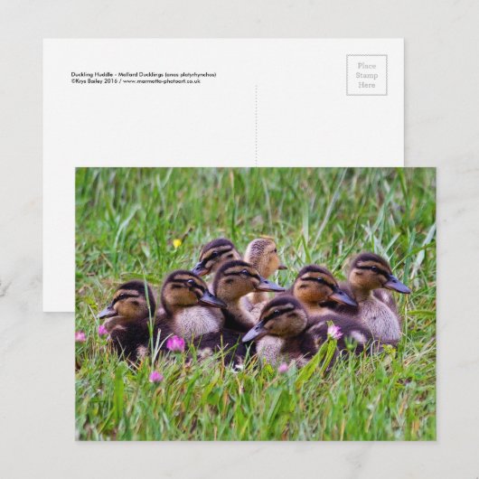 Briefkaart voor de beuzeling (Voorkant / Achterkant)