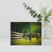 briefkaart voor de beweiding van bruin en wit paar (Staand voorkant)