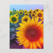 Briefkaart voor de foto van Bright Yellow Sunflowe (Voorkant)