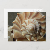 Briefkaart voor de fotografie van Wulk-schaal (Voorkant / Achterkant)