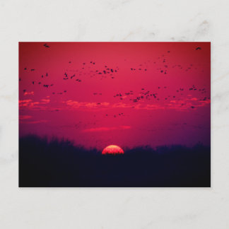 Briefkaart voor de lentemigratie van Sandhill Cran