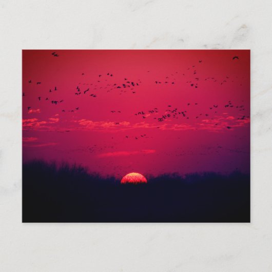 Briefkaart voor de lentemigratie van Sandhill Cran (Voorkant)