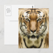 Briefkaart voor de sluiting van de tijger (Voorkant / Achterkant)