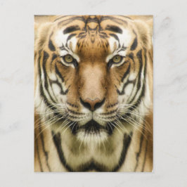 Briefkaart voor de sluiting van de tijger
