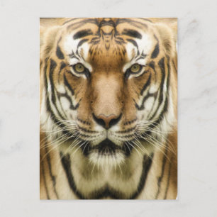 Briefkaart voor de sluiting van de tijger