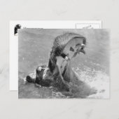 Briefkaart voor Diervoeding (Voorkant / Achterkant)