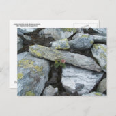 Briefkaart voor eenhoevige bergbloem (Voorkant / Achterkant)