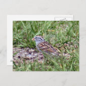 Briefkaart voor extra reservefoto's (Voorkant / Achterkant)