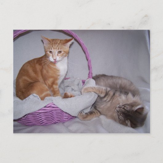 briefkaart voor frambozen (Voorkant)