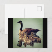 Briefkaart voor ganzen en baby's (Voorkant / Achterkant)